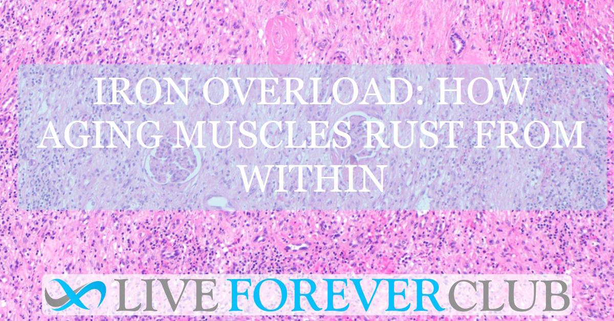 Iron overload: how aging muscles rust from within