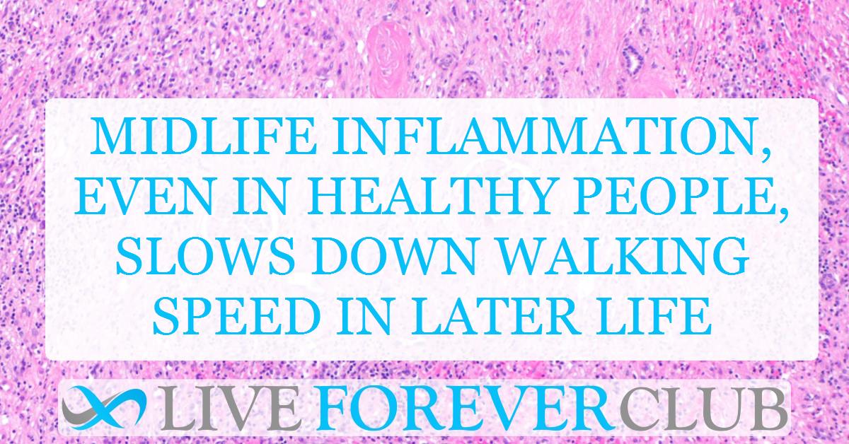 Midlife inflammation, even in healthy people, slows down walking speed in later life