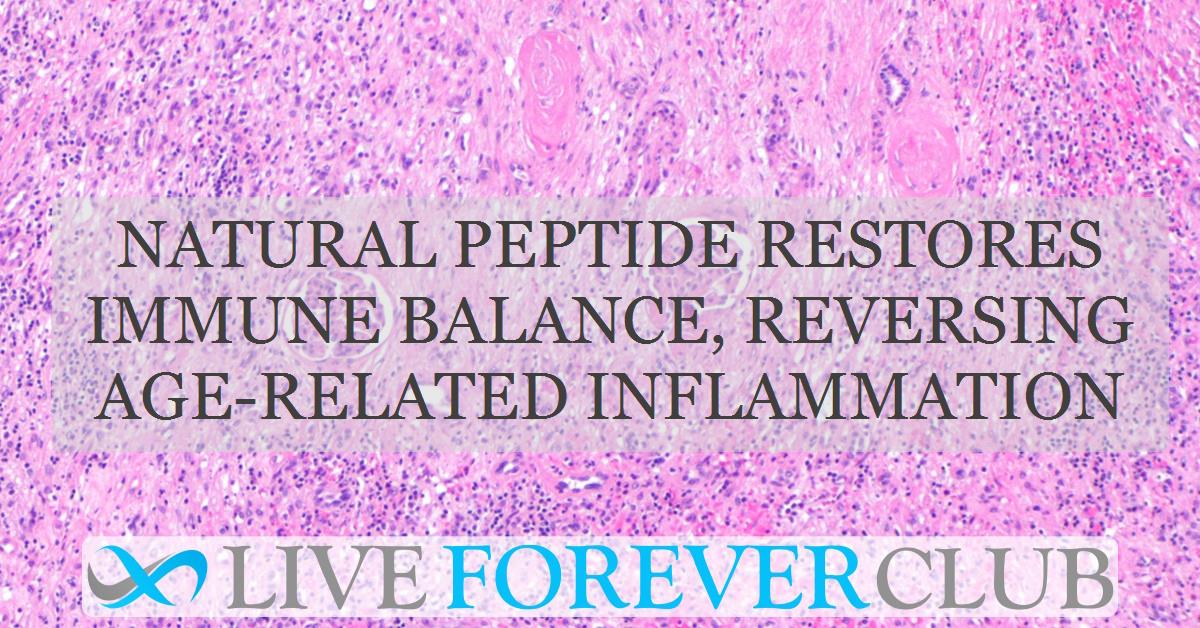 Natural peptide restores immune balance, reversing age-related inflammation