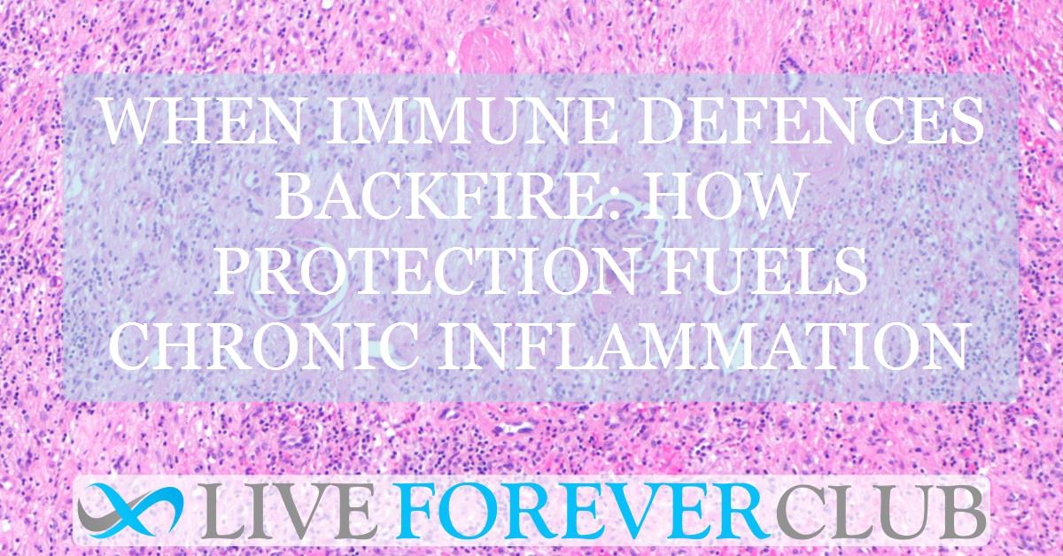 When immune defences backfire: how protection fuels chronic inflammation
