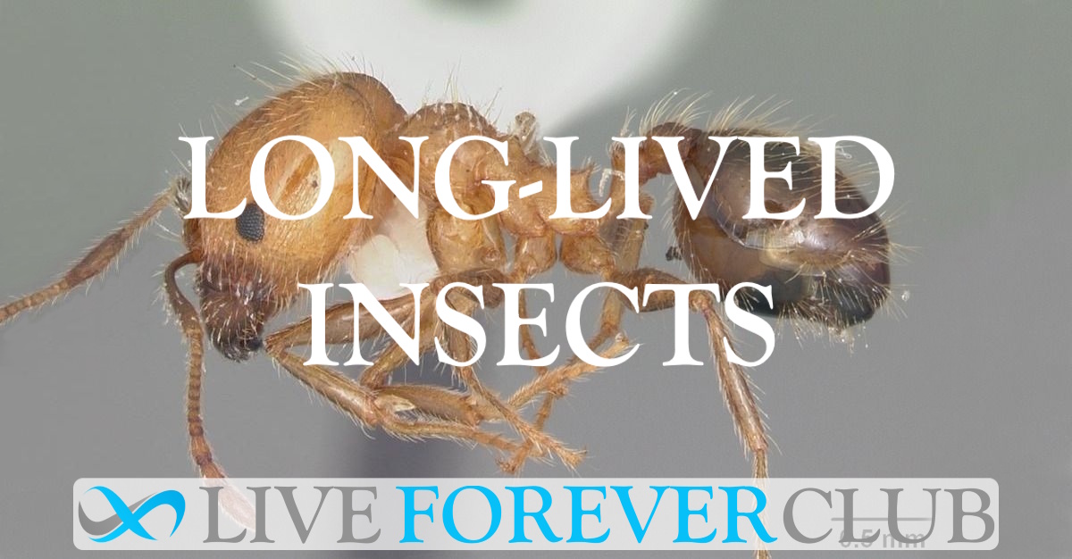 Long-Lived Insects
