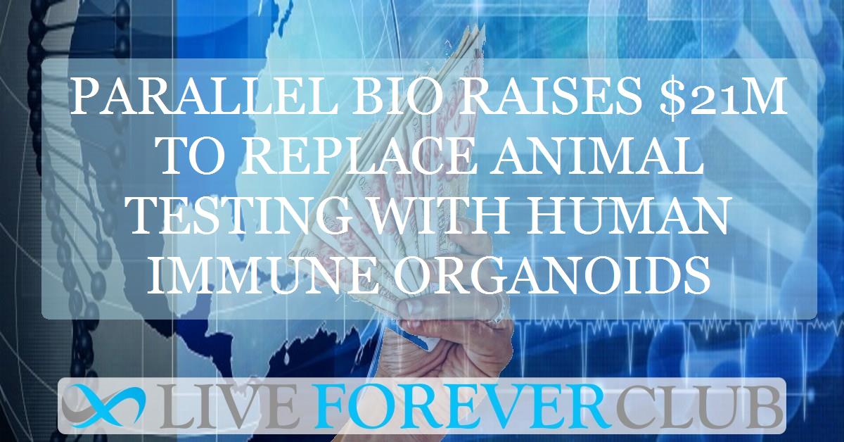 Parallel Bio raises $21m to replace animal testing with human immune organoids