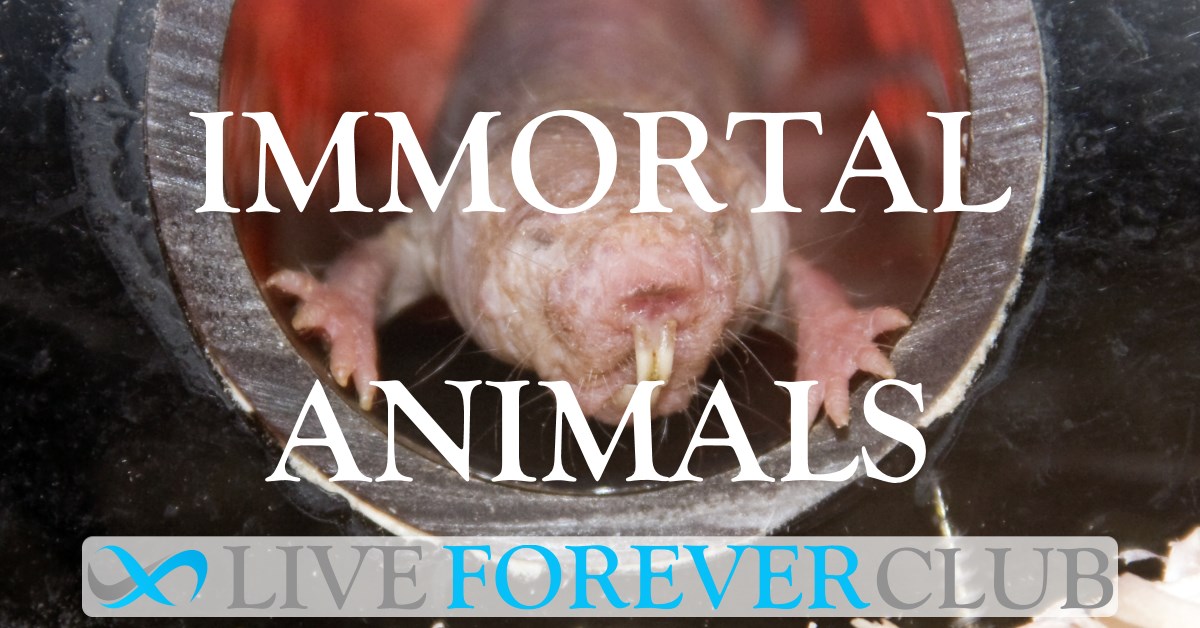 Immortal Animals News