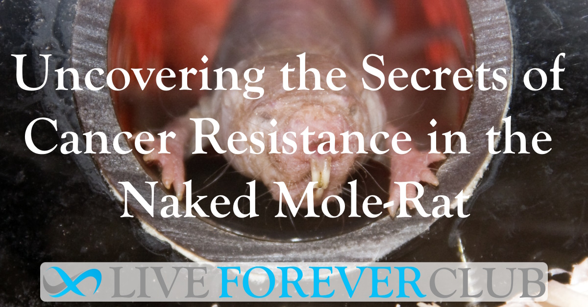 Uncovering the Secrets of Cancer Resistance in the Naked Mole-Rat