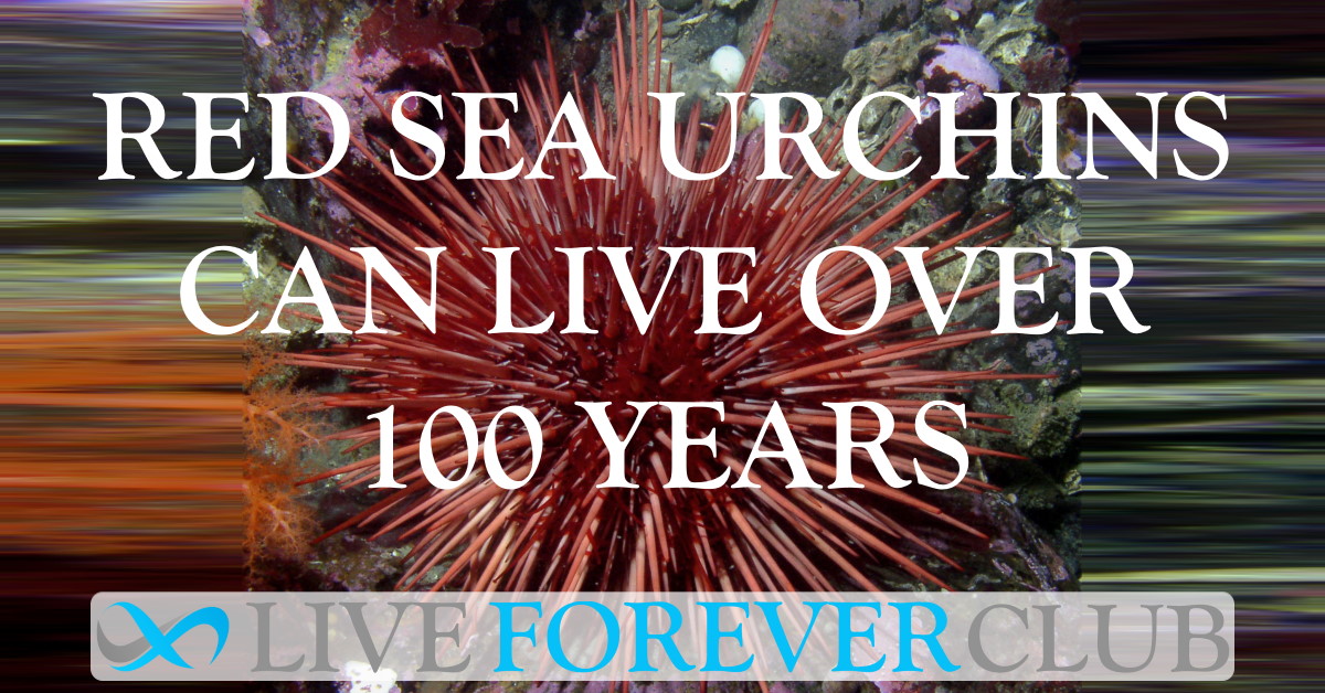 Could sea urchins hold the secrets of senescence and longevity?