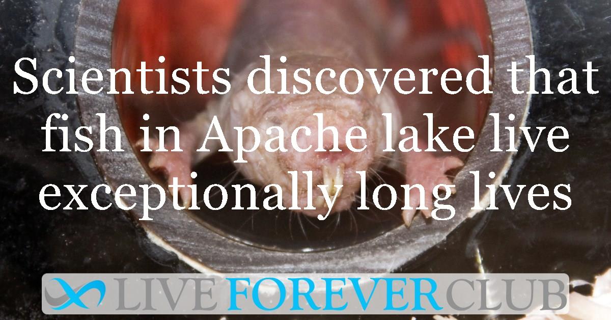 Scientists discovered that fish in Apache lake live exceptionally long lives