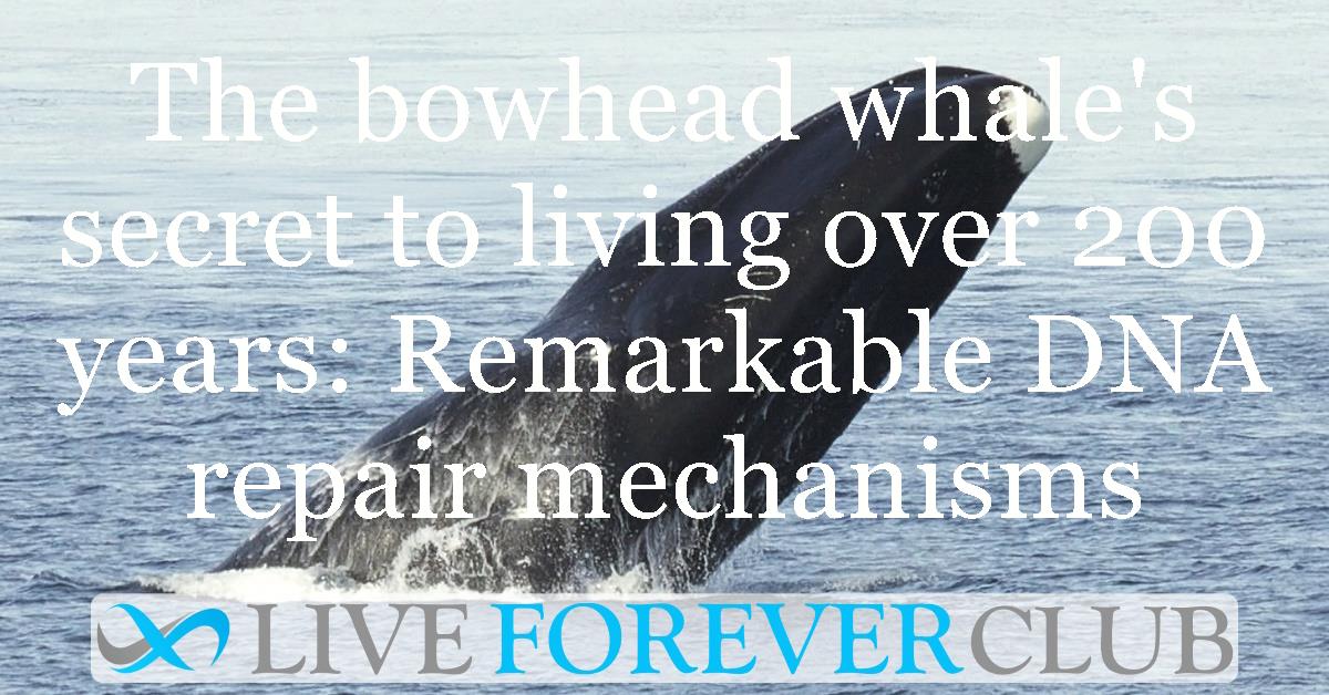 The bowhead whale's secret to living over 200 years: Remarkable DNA repair mechanisms