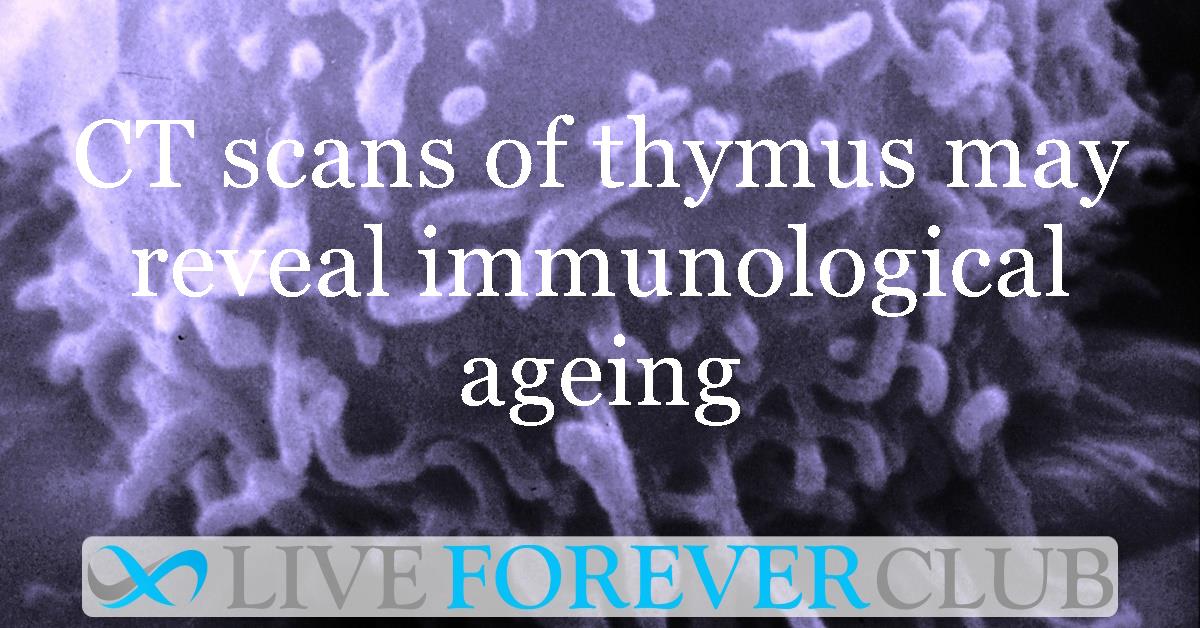 CT scans of thymus may reveal immunological ageing