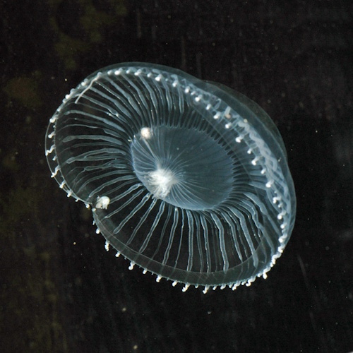 The immortal jellyfish and the science of aging reversal