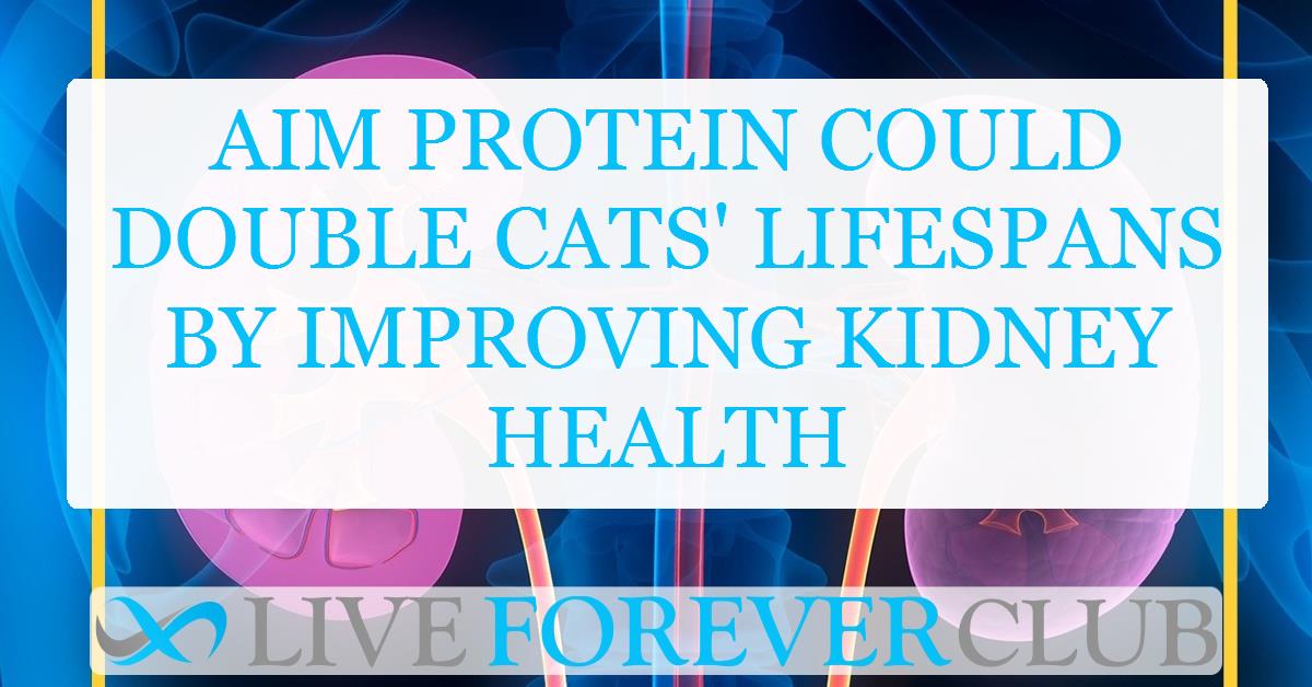 AIM protein could double cats' lifespans by improving kidney health