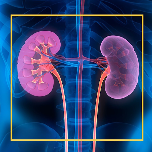 More Kidney Disease information, news and resources