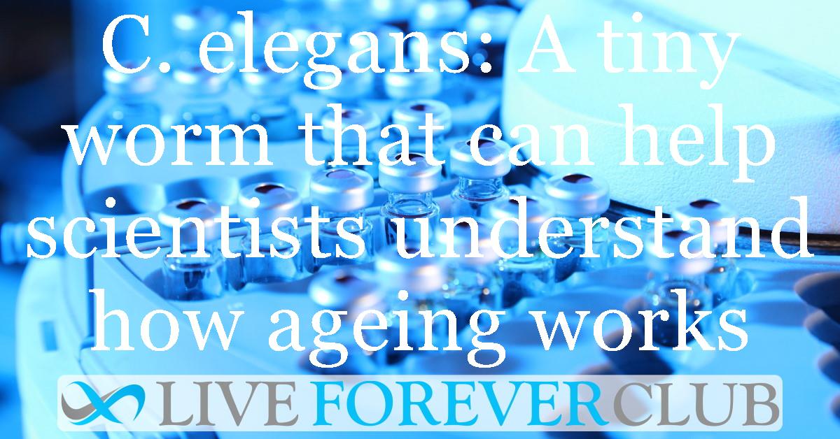 C. elegans: A tiny worm that can help scientists understand how ageing works