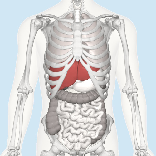 More Liver Disease information, news and resources