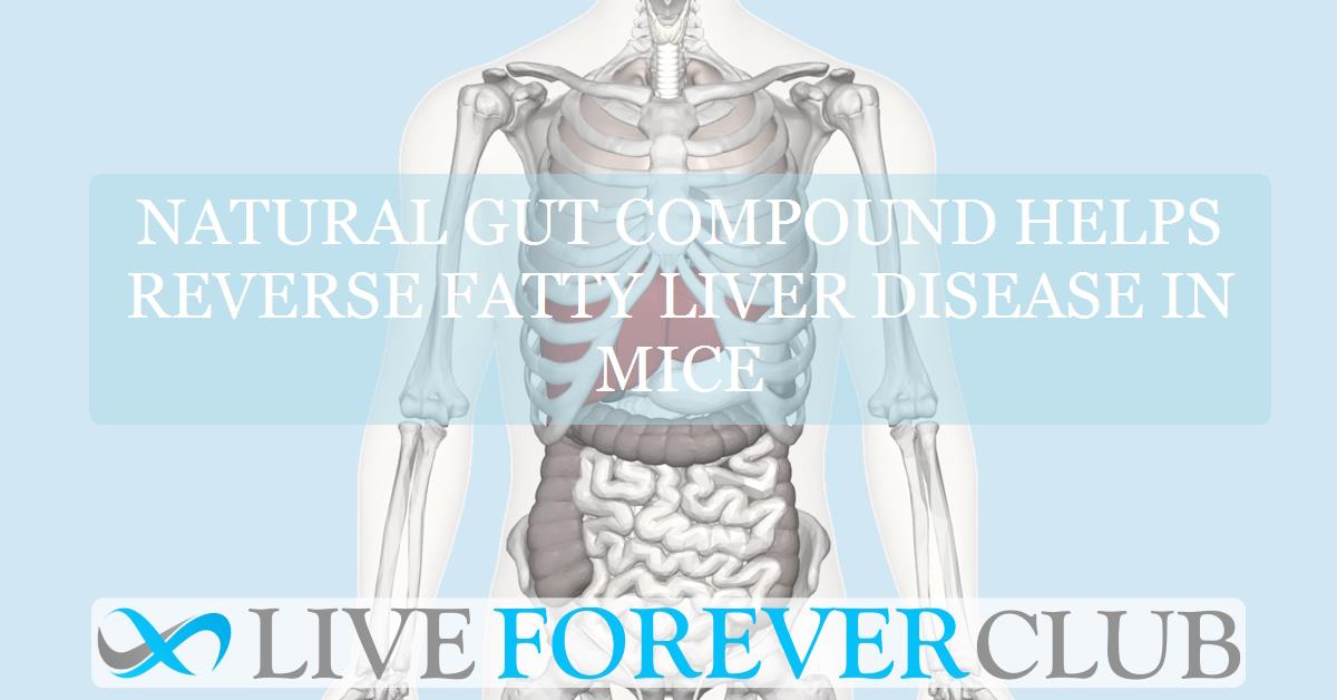 Natural gut compound helps reverse fatty liver disease in mice