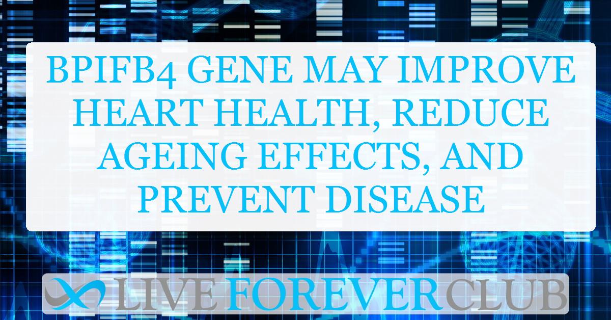 BPIFB4 gene may improve heart health, reduce ageing effects, and prevent disease