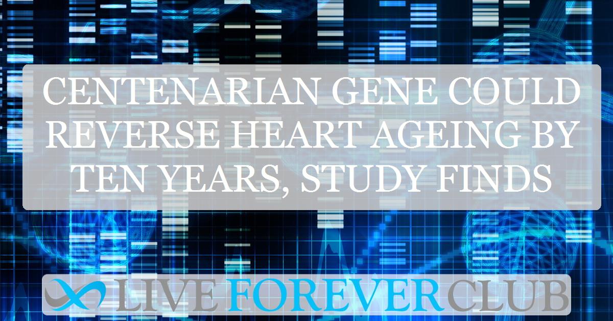 Centenarian gene could reverse heart ageing by ten years, study finds