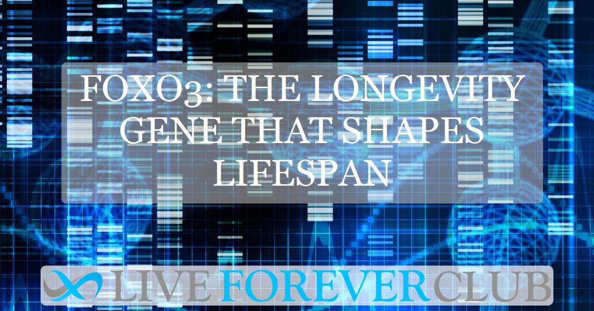 FOXO3: the longevity gene that shapes lifespan