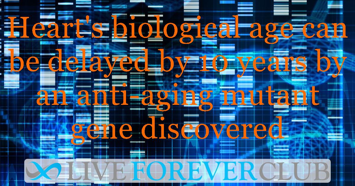 Heart's biological age can be delayed by 10 years by an anti-aging mutant gene discovered