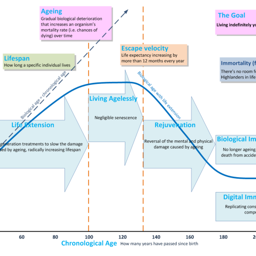 The Meaning of Life Extension (infographic)