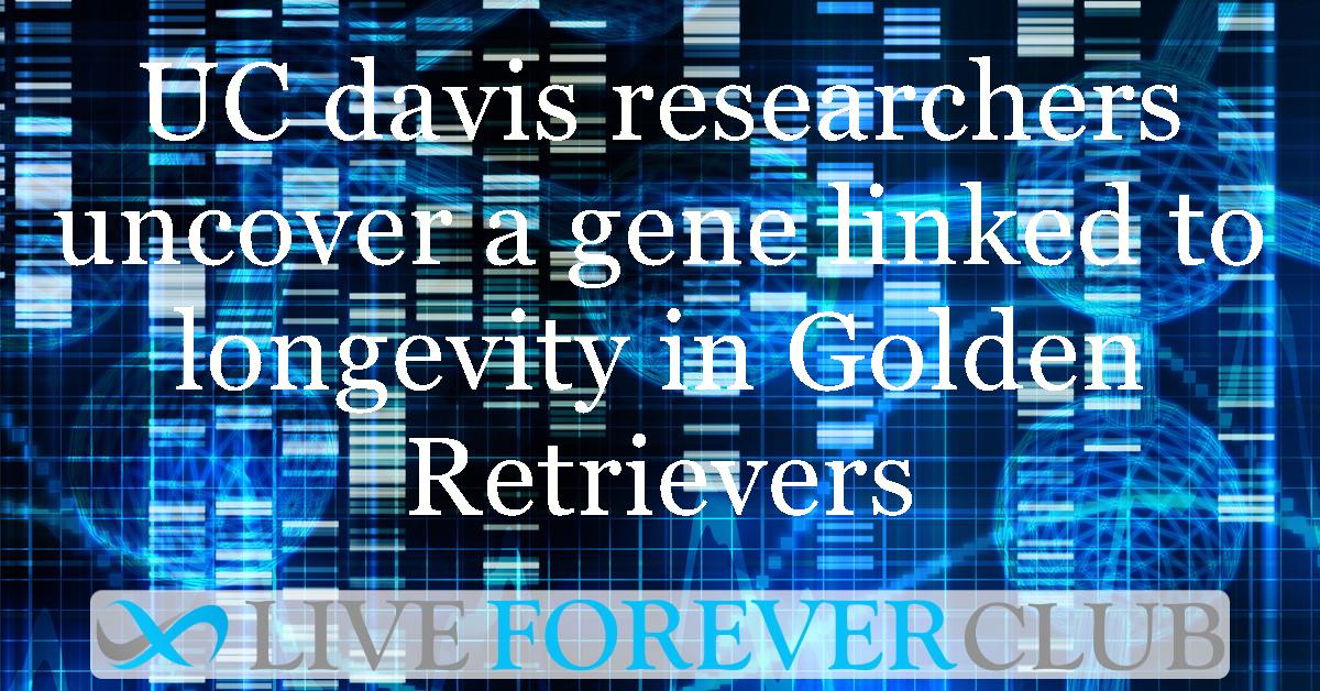 UC Davis researchers uncover a gene linked to longevity in Golden Retrievers