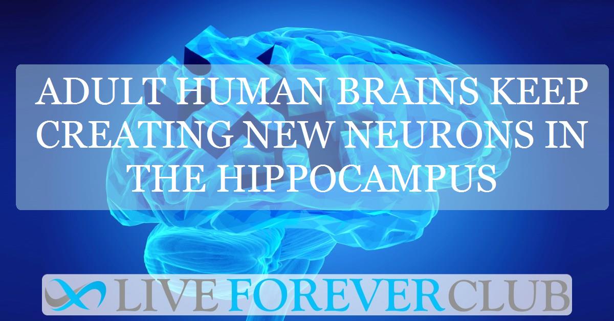 Adult human brains keep creating new neurons in the hippocampus