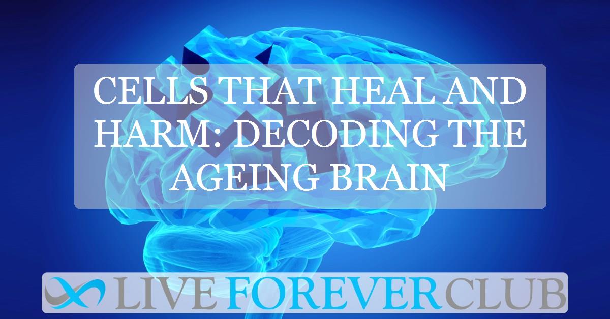 Cells that heal and harm: decoding the ageing brain