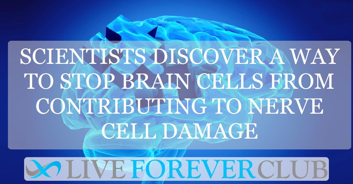 Scientists discover a way to stop brain cells from contributing to nerve cell damage