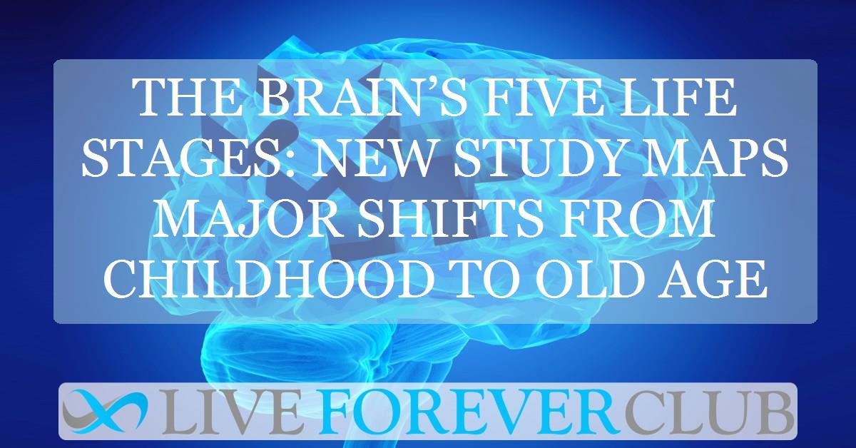 The brain’s five life stages: new study maps major shifts from childhood to old age