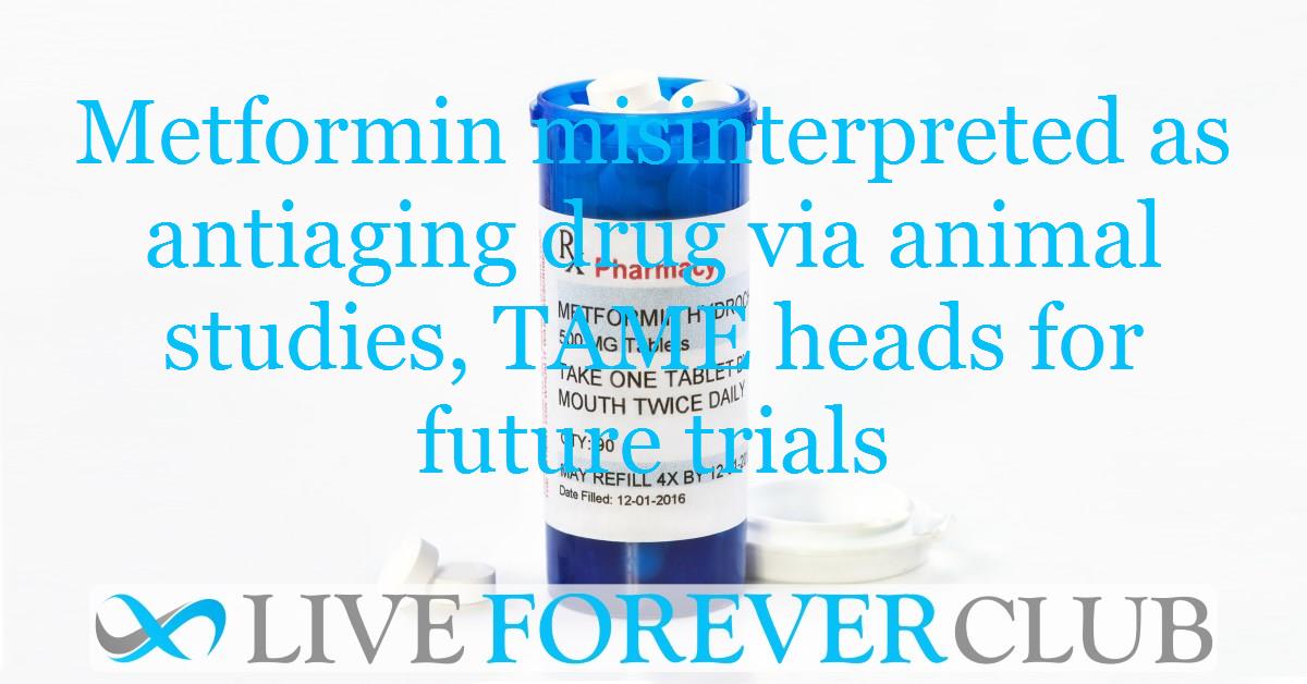 Metformin misinterpreted as antiaging drug via animal studies, TAME heads for future trials