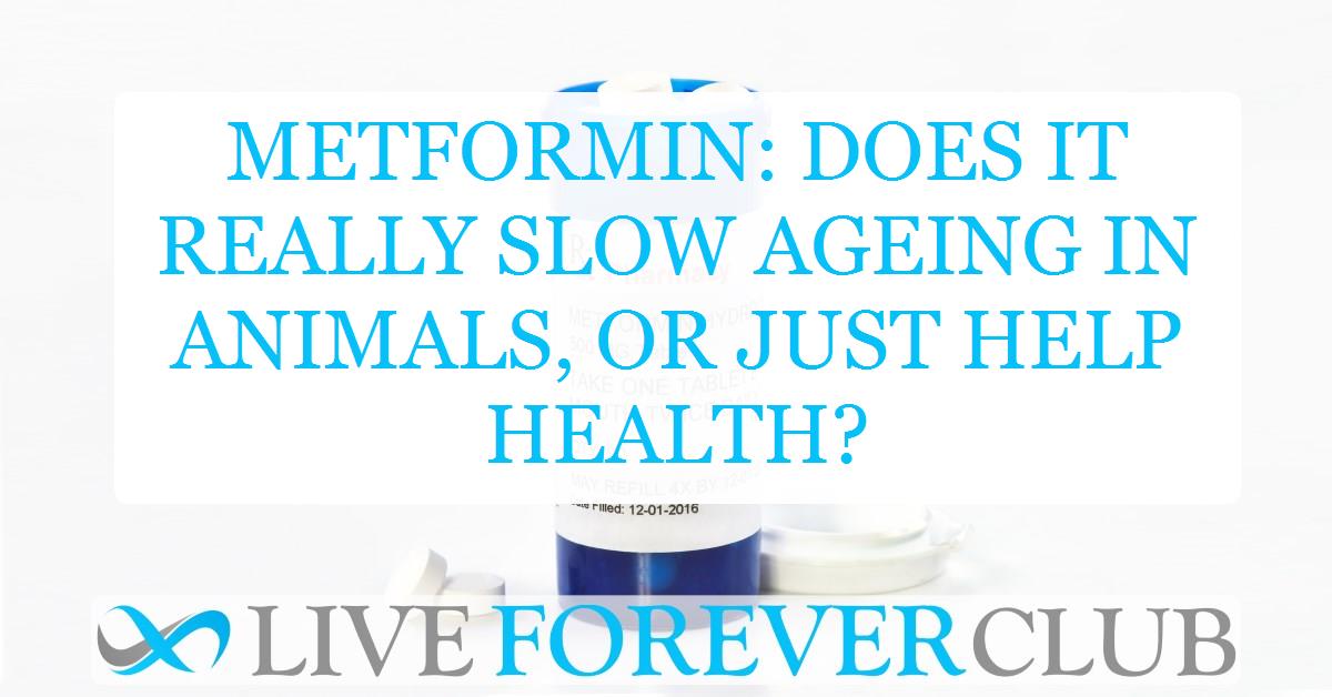 Metformin: does it really slow ageing in animals, or just help health?