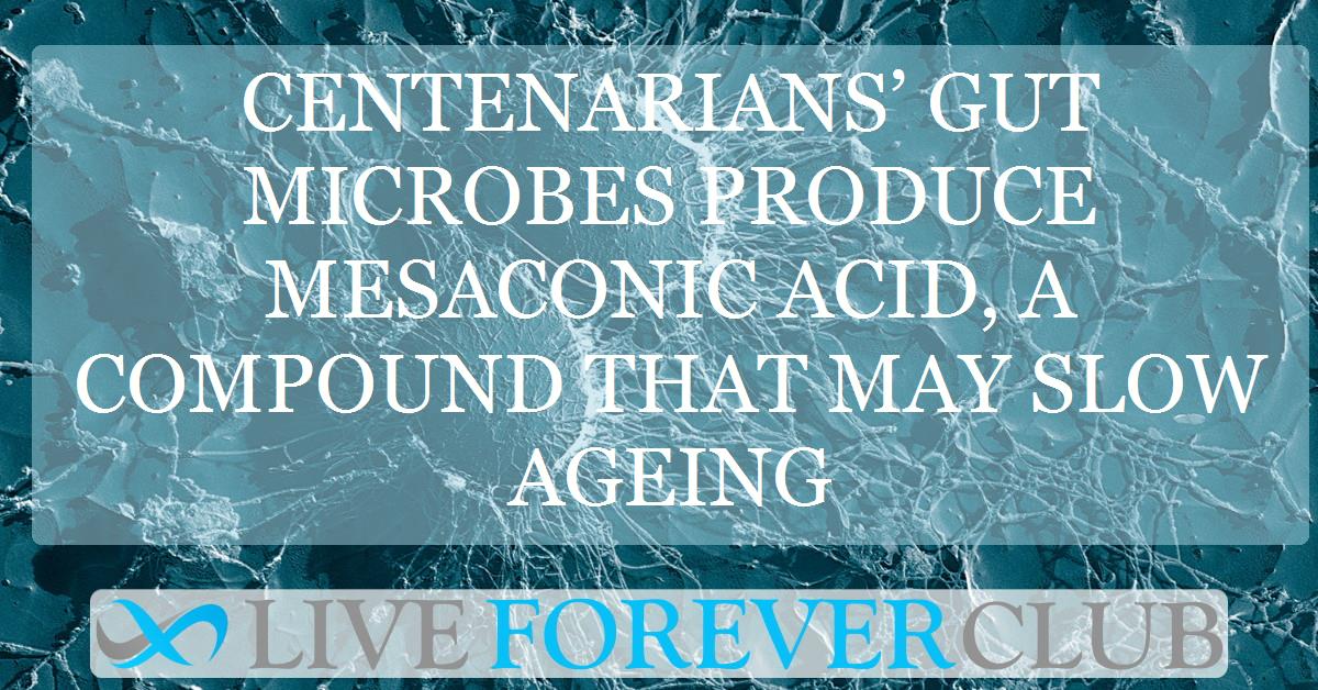 Centenarians’ gut microbes produce mesaconic acid, a compound that may slow ageing