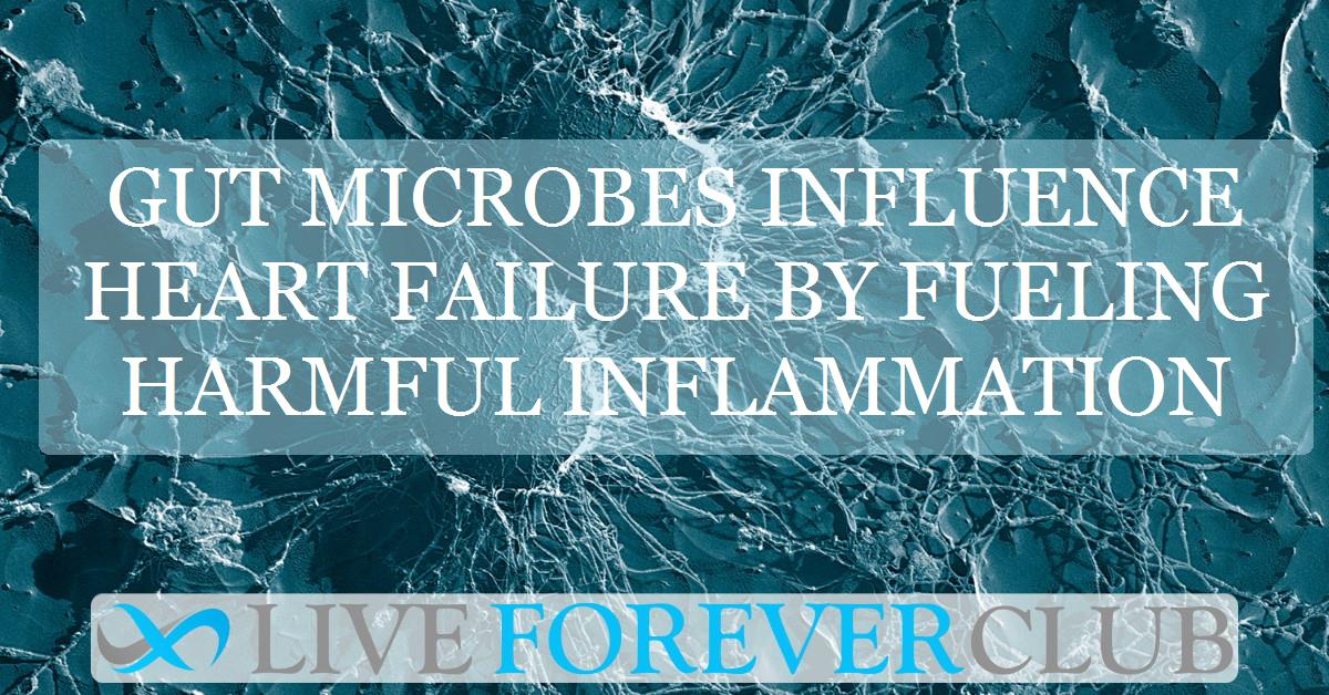 Gut microbes influence heart failure by fueling harmful inflammation
