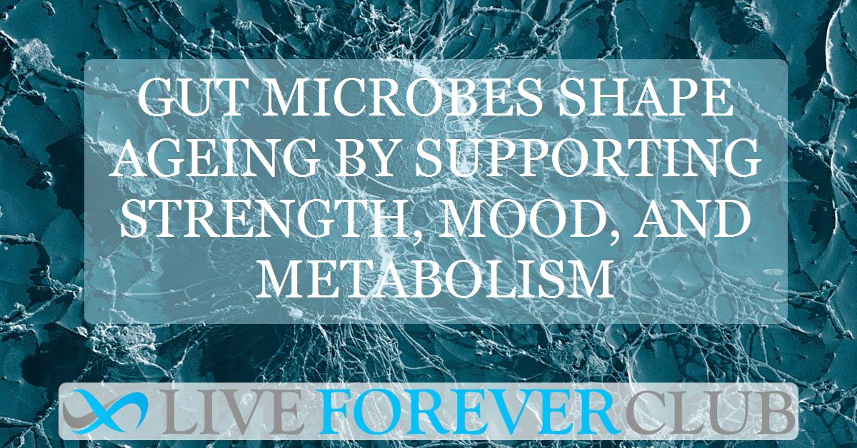 Gut microbes shape ageing by supporting strength, mood, and metabolism