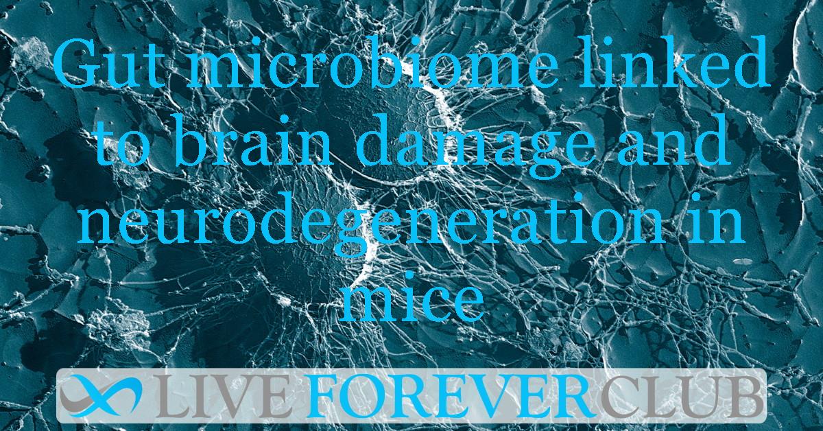 Gut microbiome linked to brain damage and neurodegeneration in mice