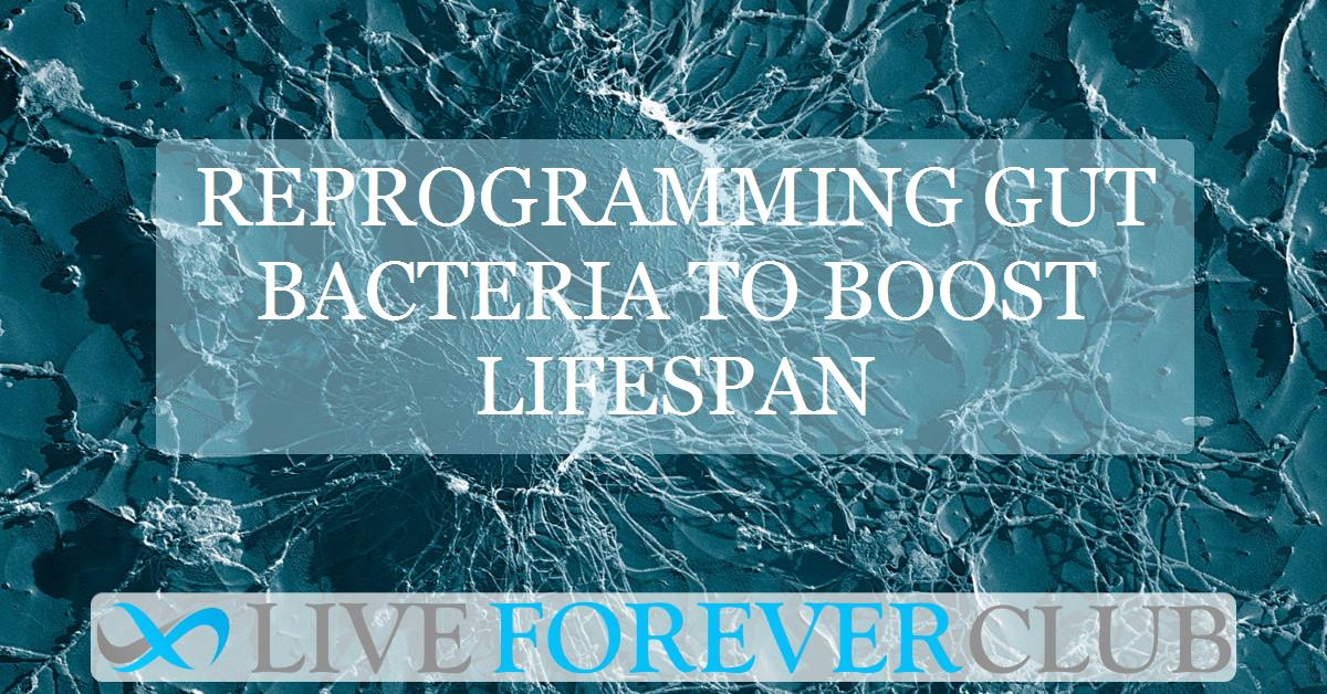 Reprogramming gut bacteria to boost lifespan