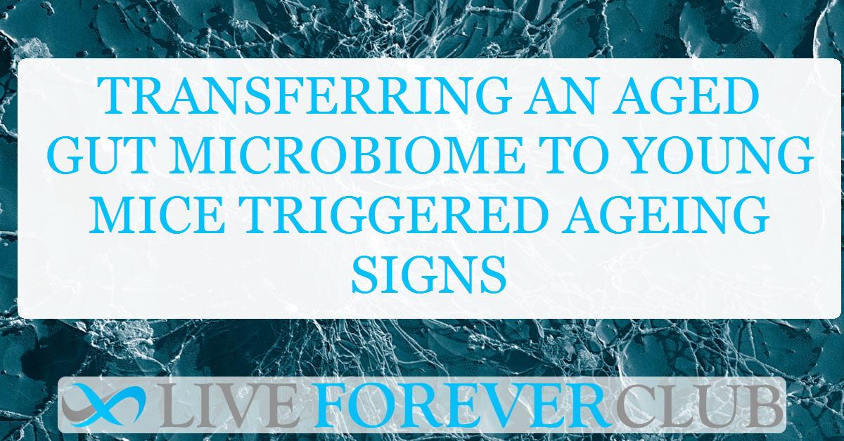 Transferring an aged gut microbiome to young mice triggered ageing signs