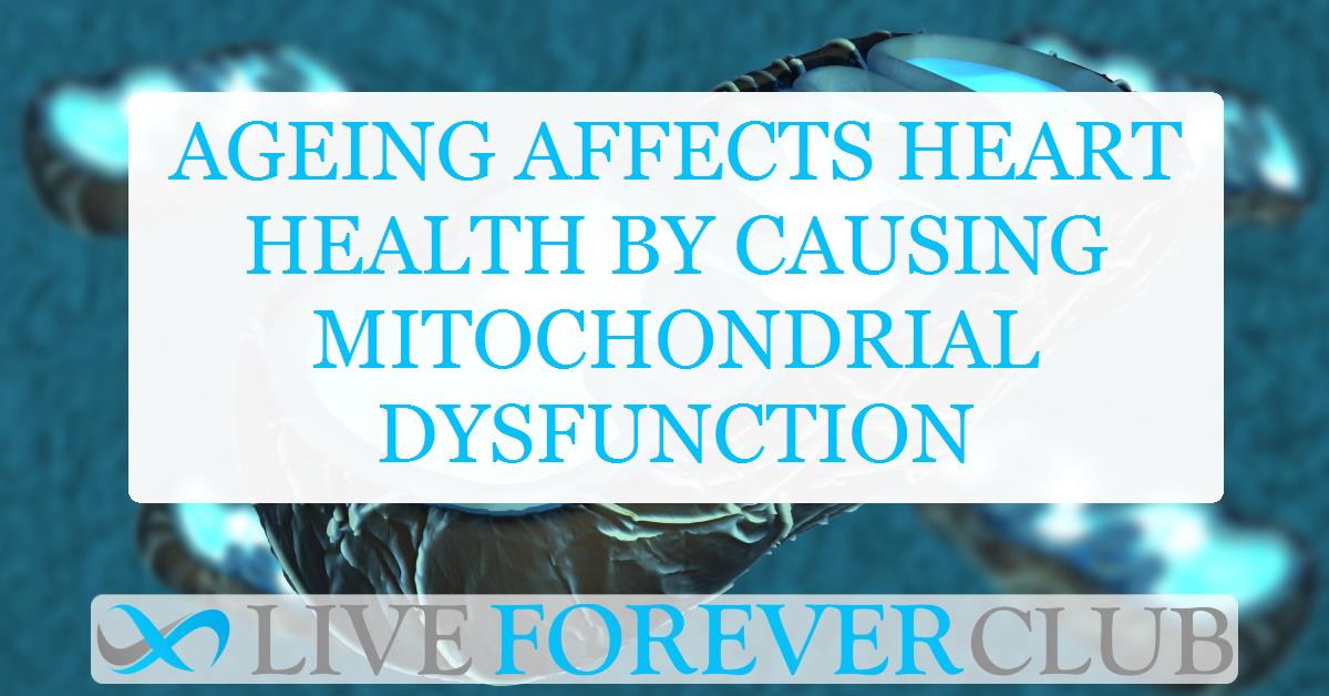 Ageing affects heart health by causing mitochondrial dysfunction