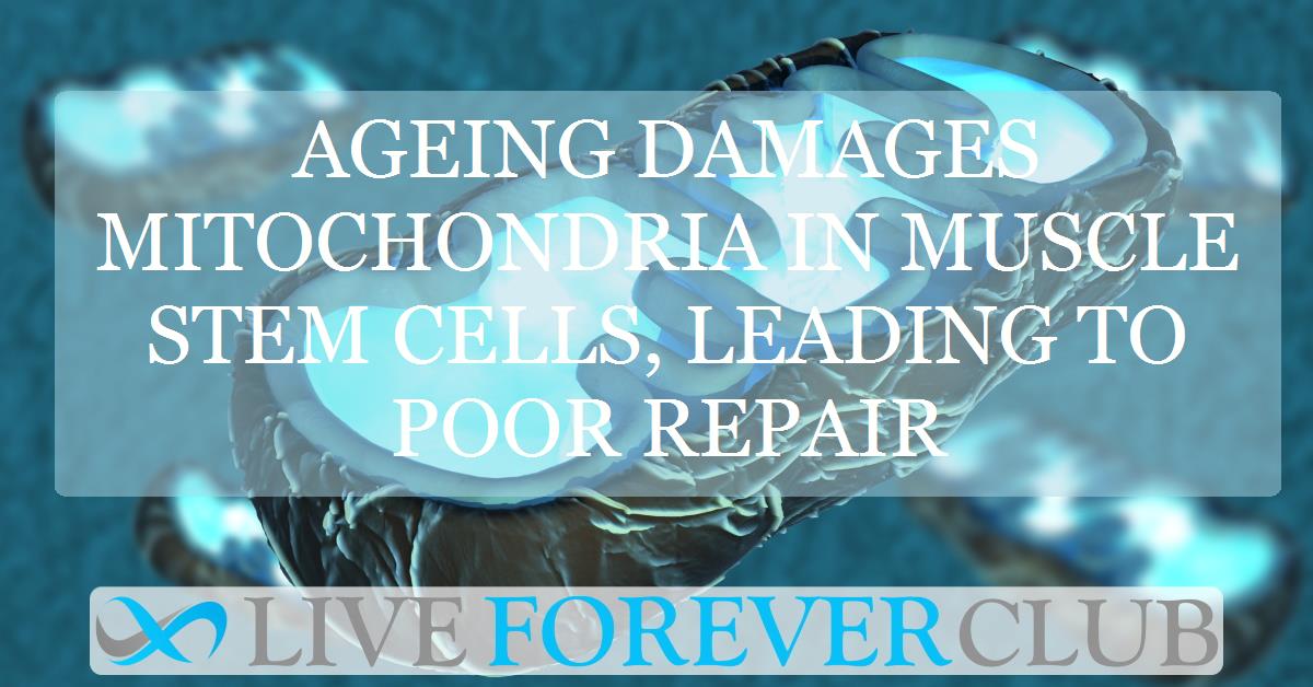 Ageing damages mitochondria in muscle stem cells, leading to poor repair