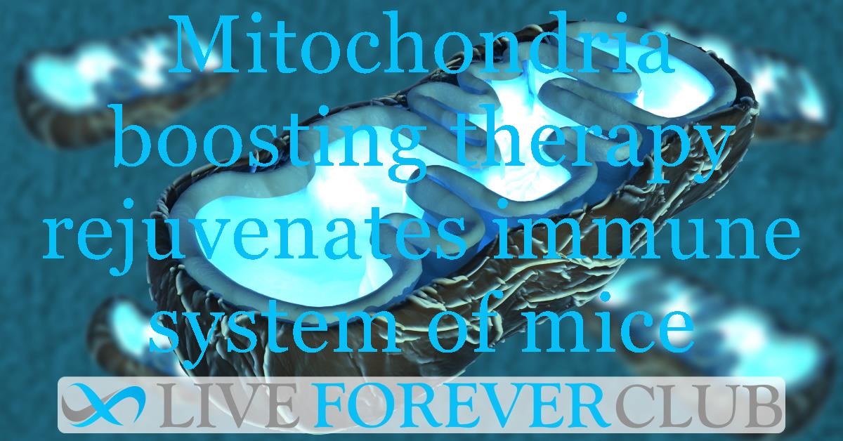 Mitochondria boosting therapy rejuvenates immune system of mice