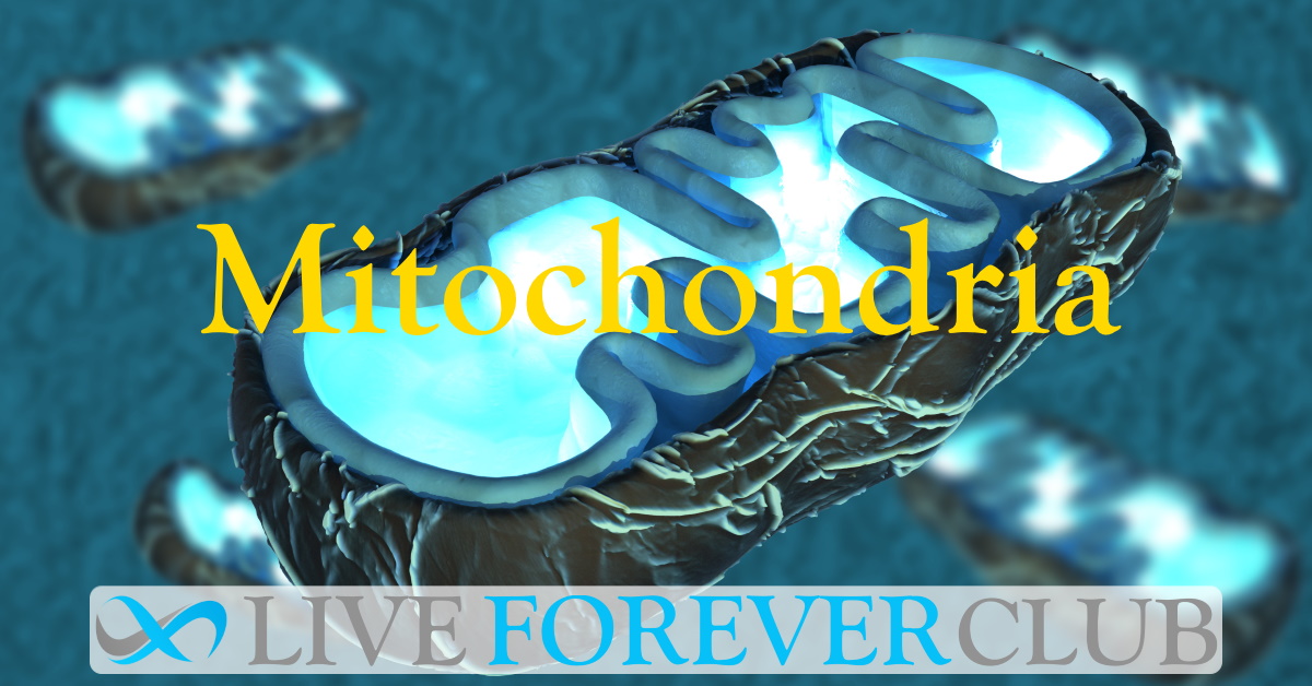 Mitochondria