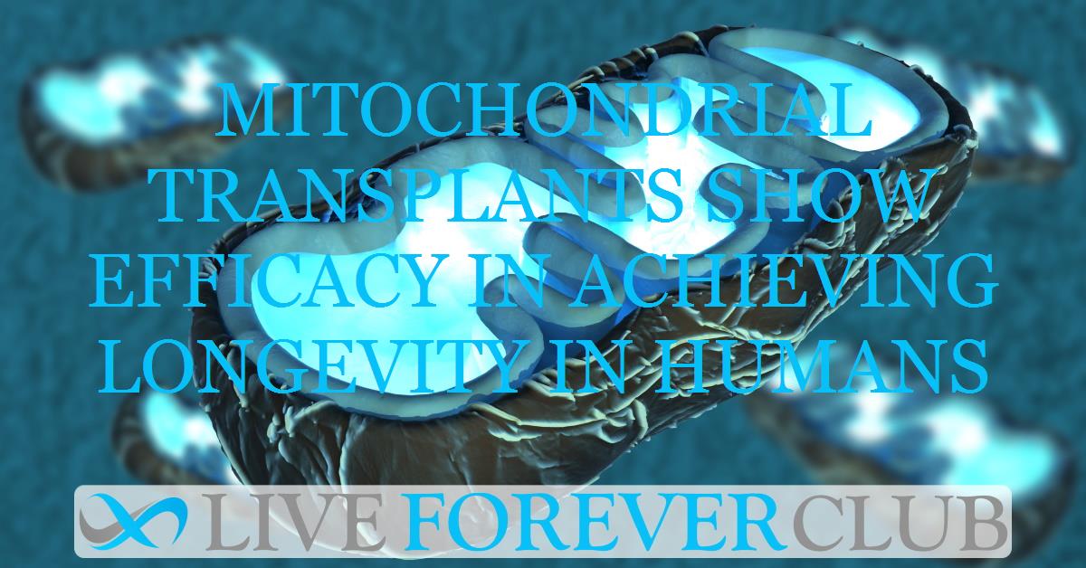 Mitochondrial transplants show efficacy in achieving longevity in humans