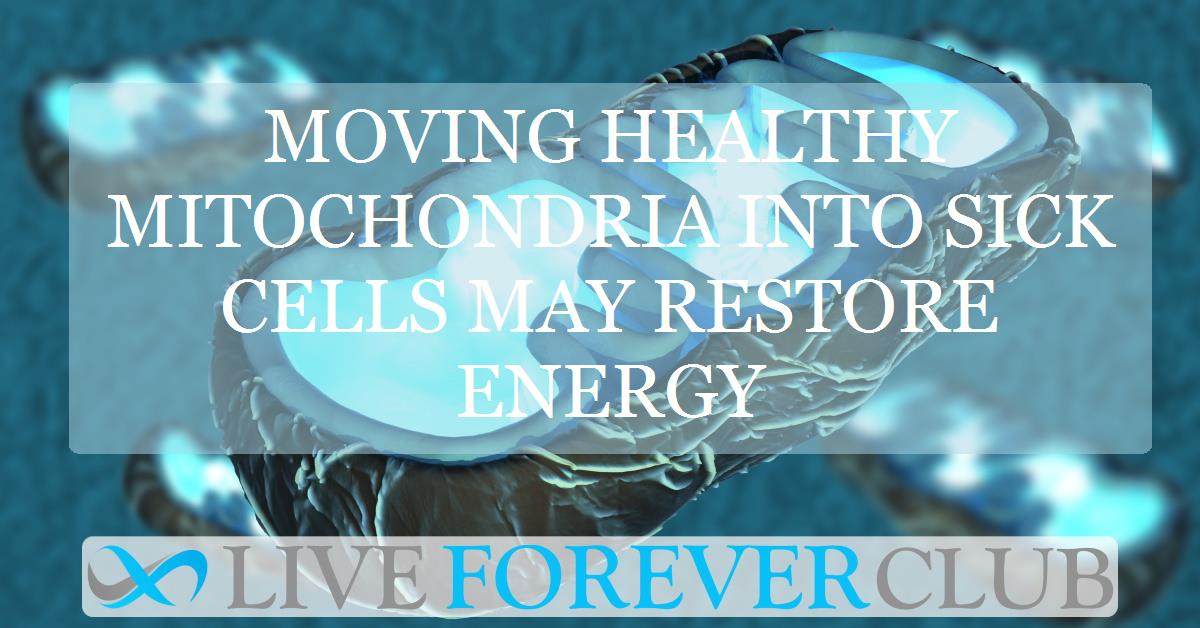 Moving healthy mitochondria into sick cells may restore energy