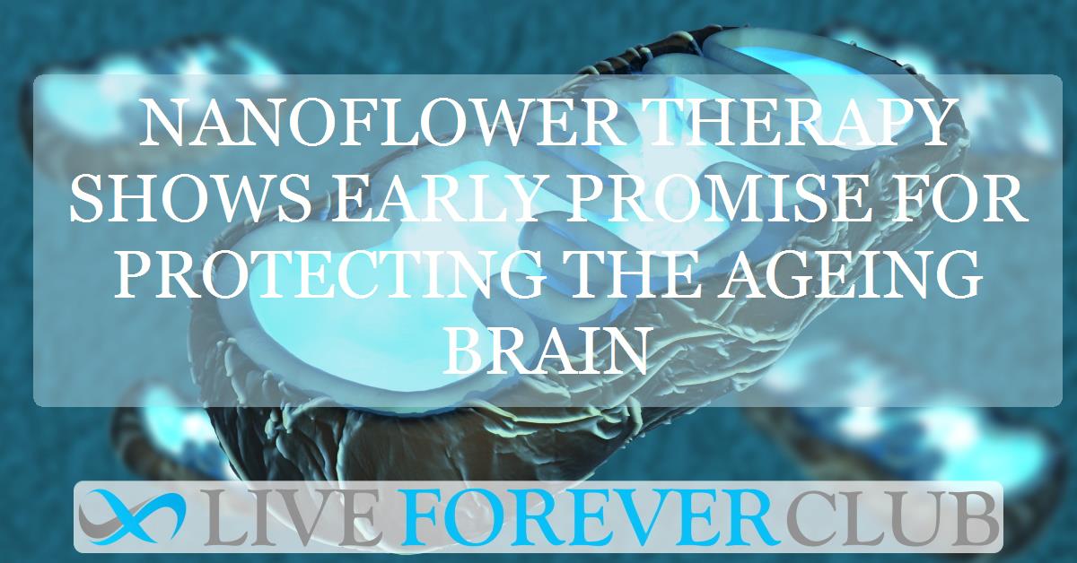 Nanoflower therapy shows early promise for protecting the ageing brain