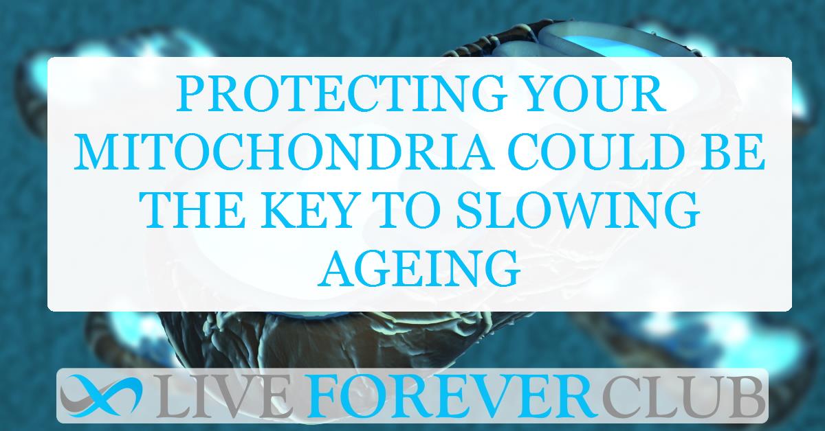 Protecting your mitochondria could be the key to slowing ageing