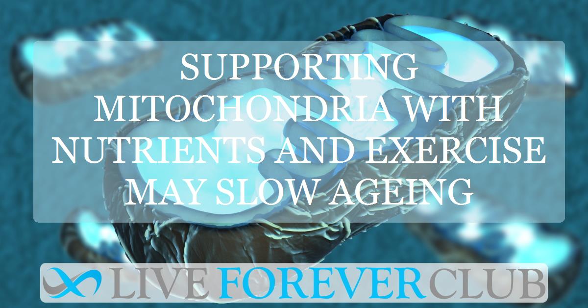 Supporting mitochondria with nutrients and exercise may slow ageing