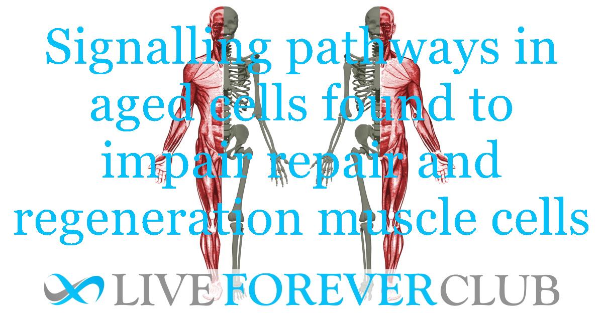 Signalling pathways in aged cells found to impair the ability to repair and regenerate muscle cells