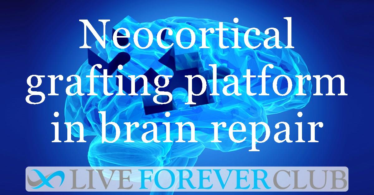 Neocortical grafting platform in brain repair