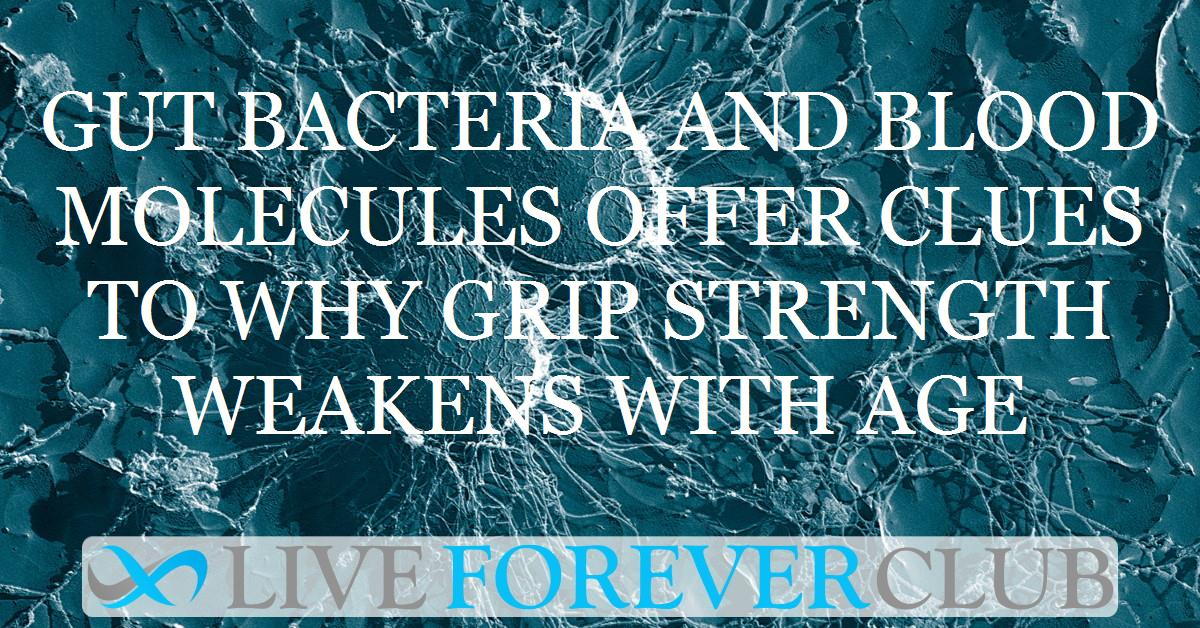 Gut bacteria and blood molecules offer clues to why grip strength weakens with age