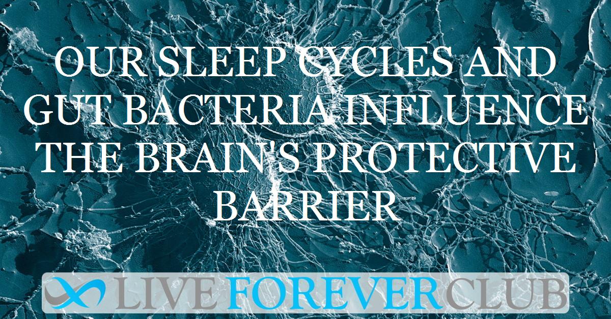 Our sleep cycles and gut bacteria influence the brain's protective barrier