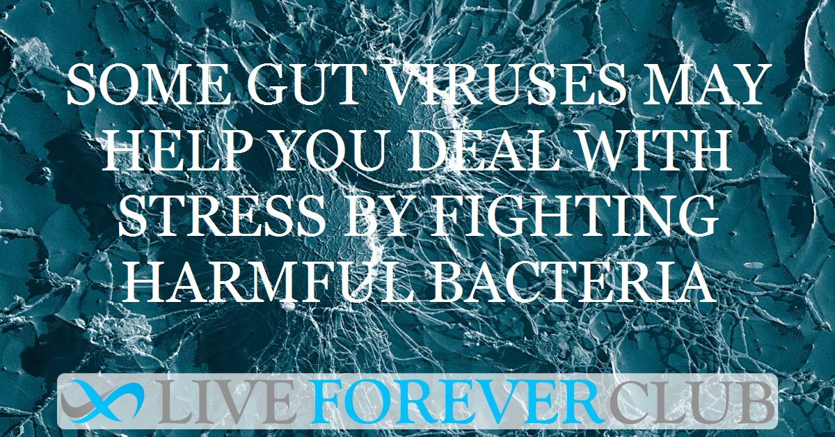 Some gut viruses may help you deal with stress by fighting harmful bacteria